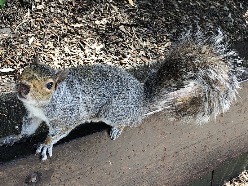 友好的野生灰松鼠在英国公园的花园长凳上乞讨食物的图片(Sciurus carolinensis)有浓密的尾巴，树鼠啮齿类害虫导致了红松鼠的死亡